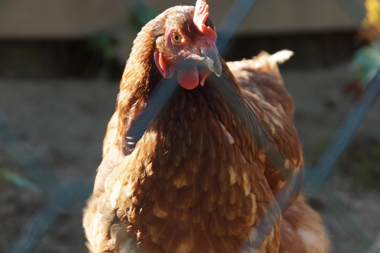 Oberransburg Διαμέρισμα Φλαχάου Εξωτερικό φωτογραφία